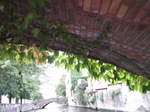 SX20172 Ivy hanging from bridge.jpg